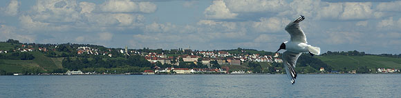 Meersburg, Panorama vom See aus, im Vordergrund eine Möve
