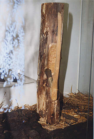 Auf ein Knieholz montierte neolithische Axtklinge. Installation mit einem angehauenen Baumstamm