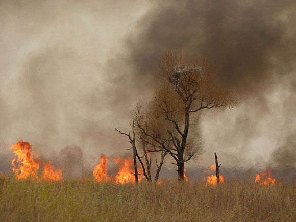 Brennende Tundra mit einem fliehenden Schwarzstorch
