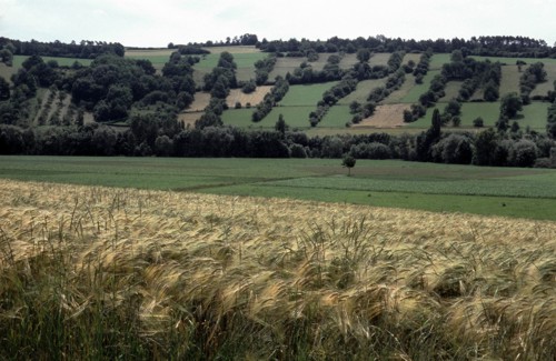 Steinriegellandschaft im Taubertal bei Weikersheim. Foto: RP Stuttgart