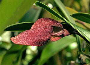 Bulbophyllum arfakianum. Wikimedia Commons /Orchi (CC BY-SA 3.0)