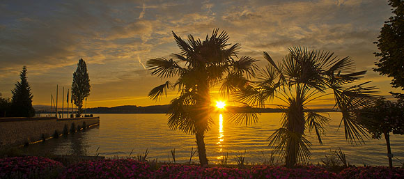 Abendstimmung mit Palmen. Foto: Peter Allgaier/ Insel Mainau 