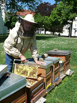 Bienenstöcke auf der Klosterwiese. Foto: Joachim Moll/ssg