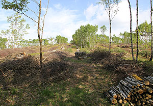 Frisch eingeschlagenes Brennholz in den "Haubergen" des hessischen Lahn-Dill-Berglandes. Foto: Johannes Kamp