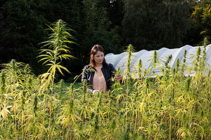 ZHAW-Forscherin Amandine André sehr gut in der Schweiz. Zudem ist die Pflanze wärmeresistent und erträgt die Klimaerwärmung im Gegensatz zu Hopfen problemlos. Foto: ZHAW