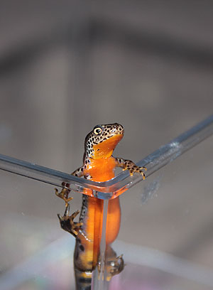 Neugieriger Salamander. Foto: kulturer.be