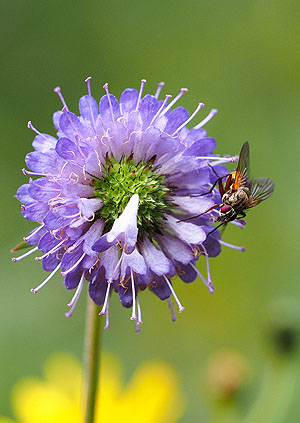 Insekten erfüllen in Ökosystemen wichtige Funktionen wie die Bestäubung.