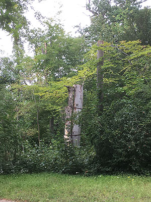 Schlossgarten Schwetzingen, abgestorbener Baum im Englischen Landschaftsgarten. Foto: kulturer.be