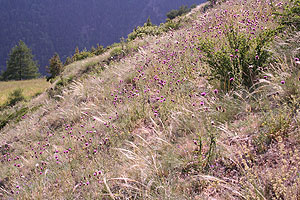 Beispiel einer blütenreichen extrazonalen Steppe aus dem italienischen Val d‘Aosta, einem typischen inneralpinen Trockental. Artenreiche Steppen finden sich in Trockentälern vor allem an steilen Südhängen. Foto: Andreas Hilpold