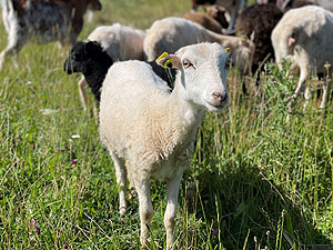 Schaf auf der Wiese