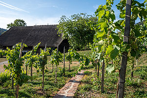 Ein Spaziergang durch den Weinberg gibt Einblicke in den Weinbau in der Ortenau
