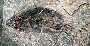 Mausähnlicher Gleitflieger (Eomys quercyi)