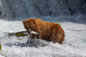Braunbär mit gefangenem Lachs im Katmai Nationalpark, Alaska