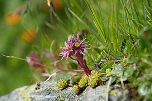 Sempervivum montanum (Berg-Hauswurz)