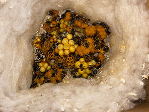 Ein großes Nest der Ackerhummel im Nistkasten; die Königin ist links unten zu erkennen.