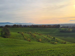 Agroforstsystem des Hofguts Wöpplinsberg im Landkreis Emmendingen
