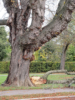 Schlossgarten Schwetzingen, Grünastabwurf